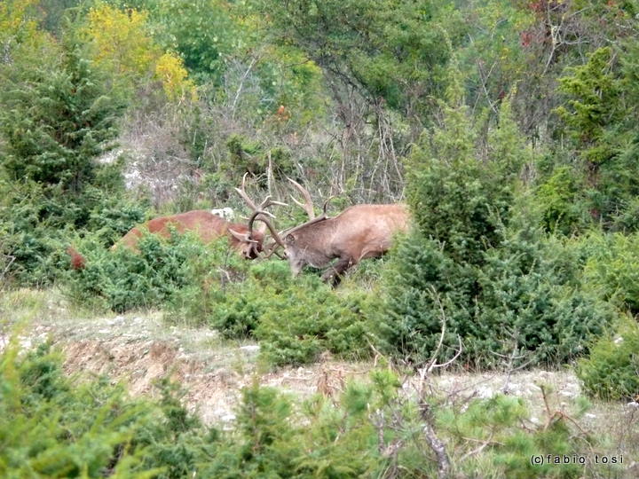 Alla corte di Sua Maest l''Unicorno - (fotoracconto fantasy)